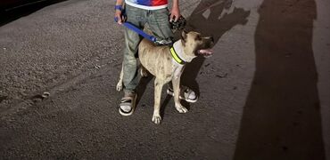 i̇tlər pitbul: Pitbul, 1 il, Erkek, Peyvəndli, Ünvandan götürmə