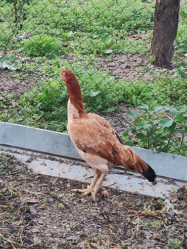qara qanad tovuz quşu: Heyratı fərə. Ünvan Ağdam bəzi yerlərə göndərmək mümkündür. Tam — 3