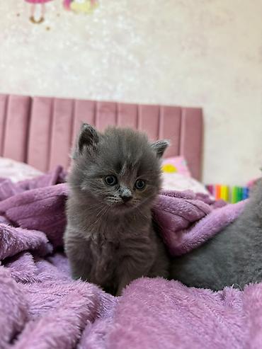 Pişiklər: Britan — 8