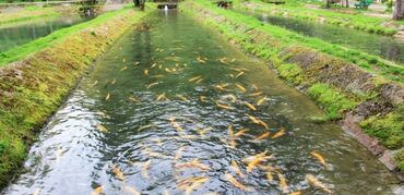 Башка коммерциялык кыймылсыз мүлктү сатуу: ♦️♦️♦️Продаются участки в городе Токмок и Чуйском районе от 1га и — 3