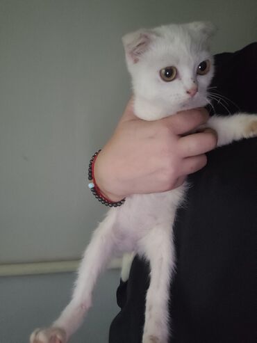 сиамский кошка: Шотландский вислоухий котёнок (Scottish Fold), белый окрас