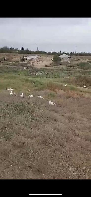 torpaq ramana: Kənd təsərrüfatı — 2