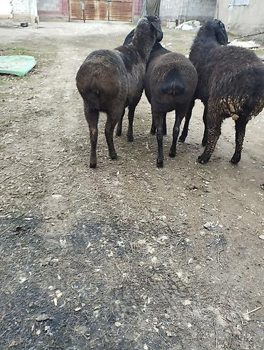 Баран, овца: Продаю | Овца (самка) | Для разведения — 5