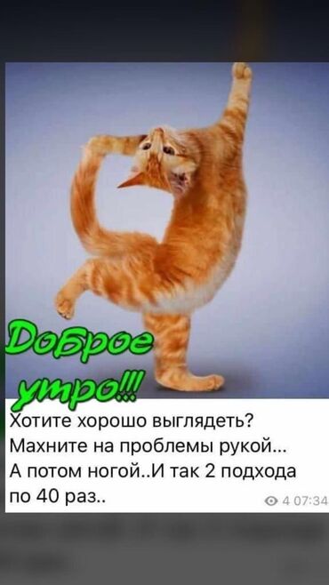 Услуги ветеринара: Домашний пансион для ваших маленьких питомцев возьмём на передержку