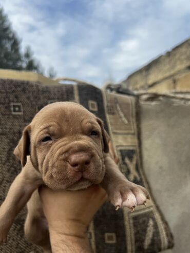 itler xaski: Pitbul, 1 ay, Erkek