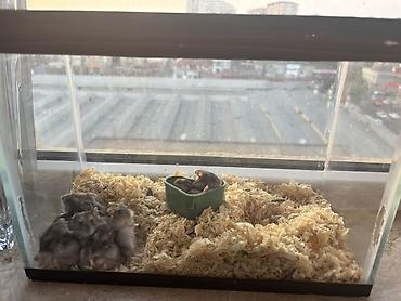 akvarium az: QİYMƏT NƏ VERƏRSİZ VERƏRSİZ - köçürəm deyə satıram 0554062636 WhatsApp — 5