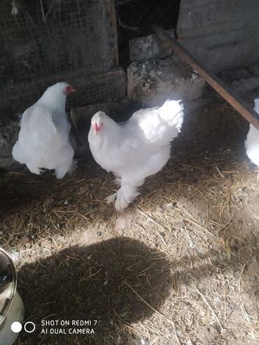 Toyuqlar: Dev koxin yumurtası və 7 günlük cücələri satılır.Yumurta 4 manat .7