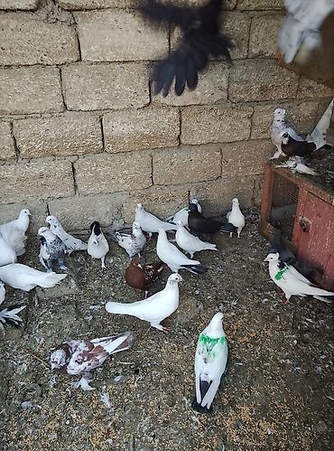 Голуби: Salam 80 dene olar quş var hem dekarativ hem uçan qusdar yaxşı dirakon — 1