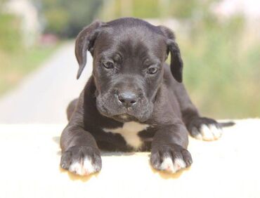 Psi: Cane Corso štenci dostupni za rezervaciju! U ponudi imamo tri na lalafo.rs — 13 Psi: Cane Corso štenci dostupni za rezervaciju! U ponudi imamo tri — 13