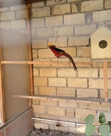 tovuz quşları: Qızıl Fazan (erkək) – dekorativ quş - Növ: Qızıl fazan (Chrysolophus — 1