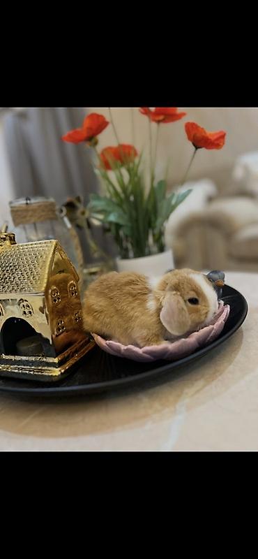 kaliforniya dovşan: 1 aylıq balaca🐰 ÖZEL DİŞİ İki dovşan götürsəniz, bir-birlərinə yoldaş — 1
