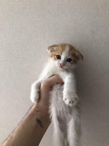 скоттиш страйт шотландская прямоухая кошка: Продаю котят скоттиш фолд/скоттиш страйт метисы,к лотку приучены
