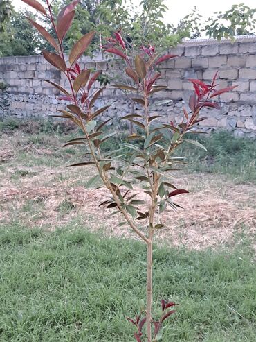 Bağ evlərinin satışı: Zerdab rayonu,Melikli kendinde kupcali,30sota yaxin heyeti olan ev -da lalafo.az — 4 Bağ evlərinin satışı: Zerdab rayonu,Melikli kendinde kupcali,30sota yaxin heyeti olan ev — 4