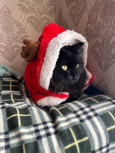 сколько стоит котик: Кошка даром: Персидская, 2 года, Мальчик, С документами, С прививками, Кастрирована