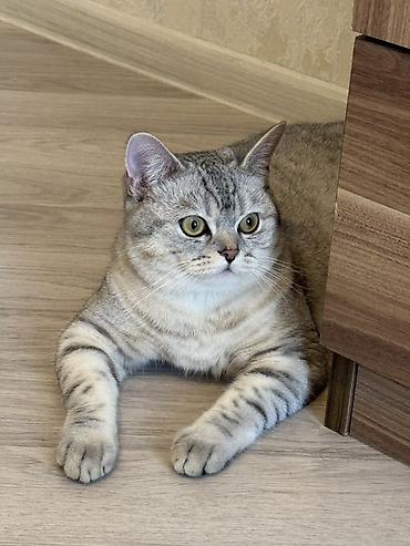 голден шиншилла: Шиншилла, Самец, Для вязки, Самовывоз — 2