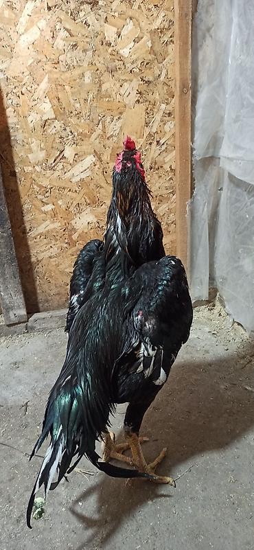 Куры, петухи: Продаю | Петух | Бойцовая | Для разведения — 8