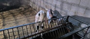 голуби животные: Продаю | Коза (самка)