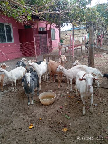 südlü inək: Məhsul: 9 ədəd Keçi.1 erkək,8 dişi