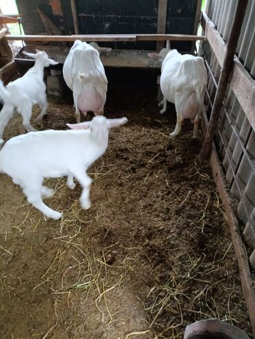 Козы, козлы: Продаю | Коза (самка) | Зааненская, Битал — 30