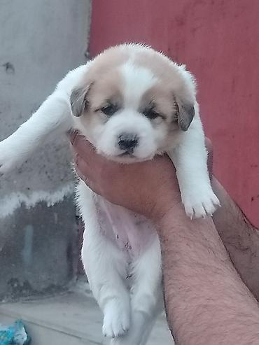 pomeranian spitz satisi: Salam 24. Gunlukdu Temmiz Qurdbasar kucukidi baxa bilmirəm deye ucuz — 1