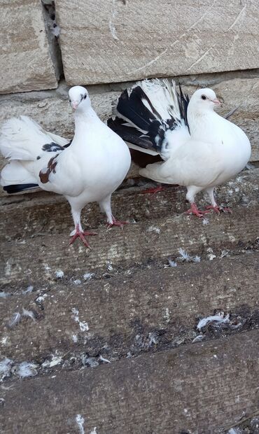 Göyərçinlər: Məhsul: Bəzək üçün fiqurlu göyərçinlər - Növ: Quyruğu geniş, yelpik — 8