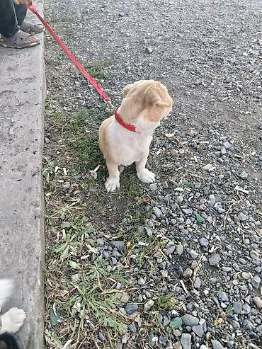 pomeranian spitz satilir: Pekines, 7 ay, Dişi, Peyvəndli, Ödənişli çatdırılma — 3