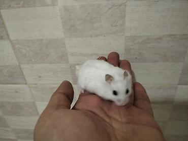 Gəmiricilər: Məhsul: Cırtdan hamsterlər (Djungarian/campbell tipli) Rənglər: tam — 6