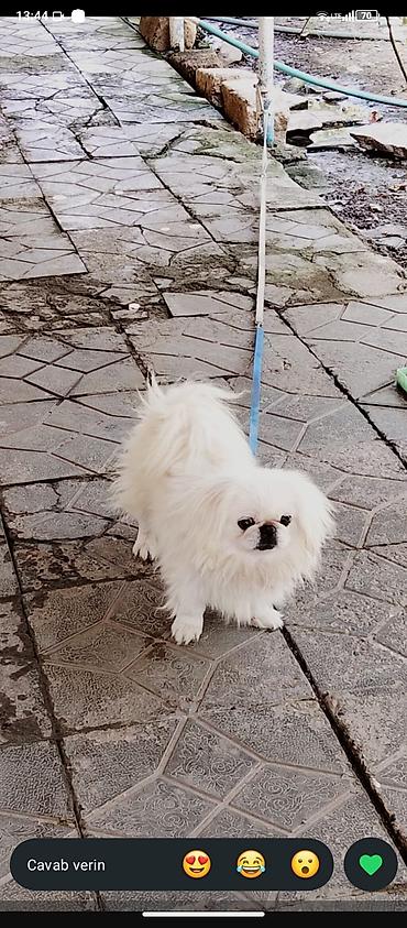 İtlər: Pekines, Erkək, Sənədli, Ünvandan götürmə — 2