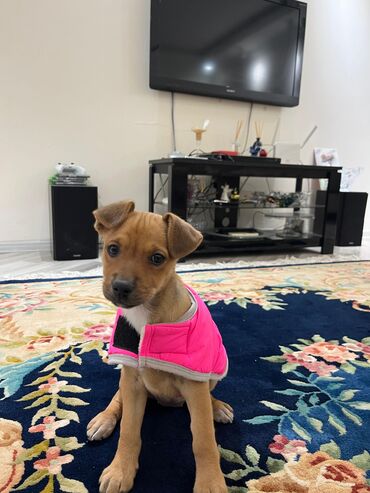 İtlər: Zərif və ağıllı ba - Cins: Cek Rassel Teryer - Rəng: qızılı-qəhvəyi — 6