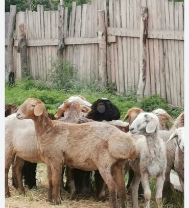 овцы гиссар: Продаю | Баран (самец) | Гиссарская | Для разведения