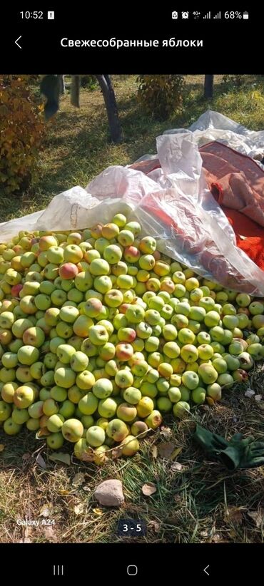 тк табылга отдел мягкой мебели бишкек: Алмалар