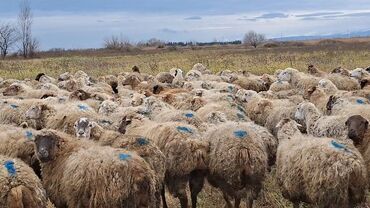 Qoyunlar, qoçlar: Otlaqda otlayan bir sürü qoyun. Qoyunların əksəriyyəti açıq rəngli — 1