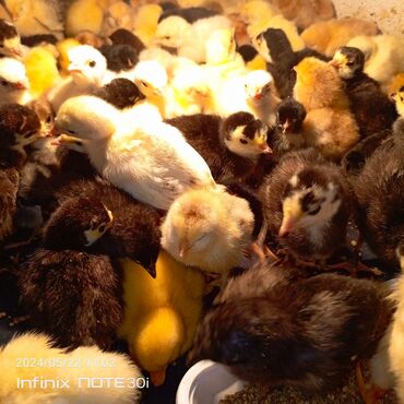 где купить цыплят несушек в бишкеке: Продаю индюшат цыплят утят