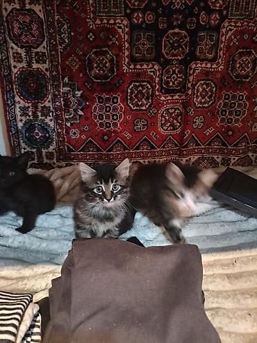 Pişiklər: Yaxşı əllərə — 13