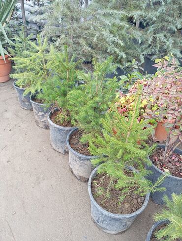 Ağaclar: Yeni il şamları 🌲 dibçəkdə ofis,ev 🏠 və bağ 🪏 üçün uyğundur.Təbii — 15