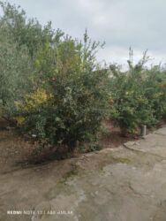 Həyət evləri və villaların satışı: 3 otaqlı, 160 kv. m, Kredit yoxdur, Orta təmir — 9