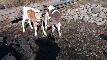 чон уй берилет: Сатам | Уй (ургаачы), Музоо | Сүт алуу үчүн | Бооз