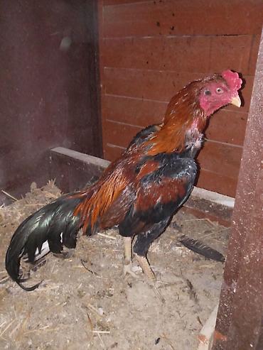 keci balasi satilir: Xoruz, Heyratı, il: <1, Ünvandan götürmə — 3