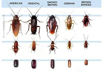Дезинфекция, дезинсекция: Дезинфекция, дезинсекция, | Блохи, Клопы, Тараканы, | Дома, Кафе, магазины, Квартиры — 5