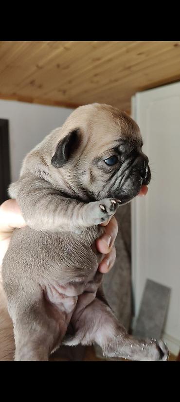 ev heyvan adlari: 🐶 Fransız buldoqu balası satılır! ✨ Doğum tarixi: 8 iyun 2026-cı il — 5
