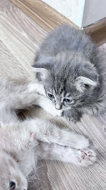 Кошки: Отдаю котят в Добрые Руки - 4-ро котят; - светлый кремовый окрас; — 4