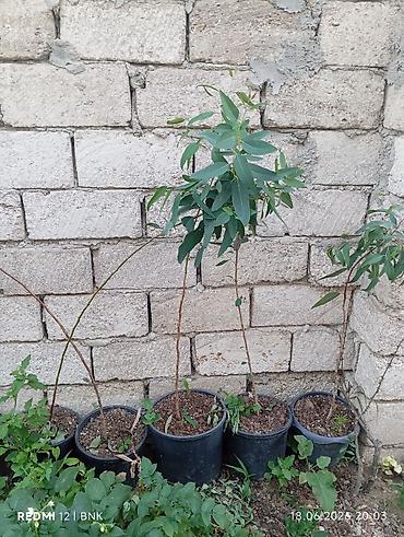 uzum tingləri: Ekalipt (Eucalyptus) tingləri – qara plastik dibçəklərdə Məhsul — 2
