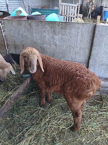 Баран, овца: Продаю | Баран (самец) | Для разведения — 2