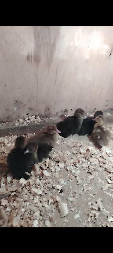 sican sekili: Zümrüd, Muscovy ördək balaları (indoutka) – qarışıq rənglər - Şəkildə — 1