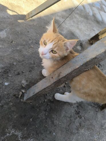 в дар: Отдам котенка мальчик годик ему кушает все спокойный и умный в туалет