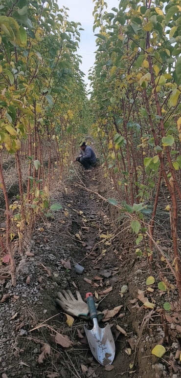 Tinglər: Meyvə tingləri – intensiv bağlar üçün - Növlər: alma və armud heyva — 1