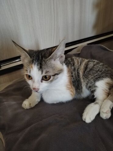 продажа домашних кур: Котёнок – короткошёрстный, трёхцветный (белый, серо‑полосатый, рыжие