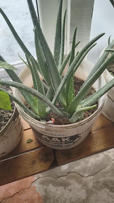 Алоэ: Алоэ вера (Aloe vera) в горшке - Крупные взрослые розетки с мясистыми — 3
