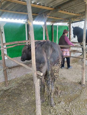 Другие животные: Другие животные — 7