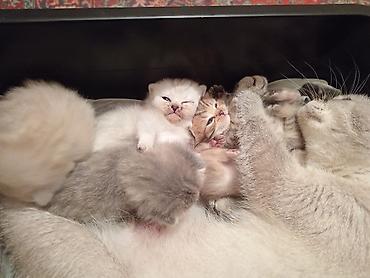 Pişiklər: Şotland yastı qulaq — 10